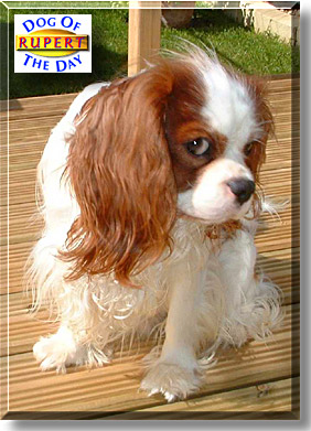 Rupert, the Dog of the Day