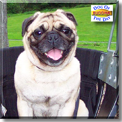 Buddha, the Dog of the Day