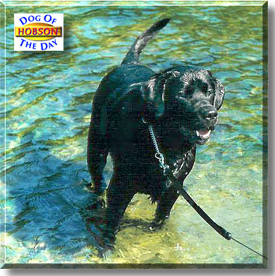 Hobson, the Dog of the Day