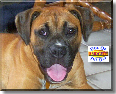 Bridgett, the Dog of the Day