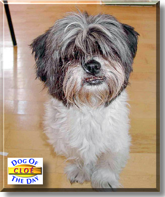 Cloé, the Dog of the Day