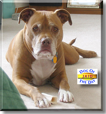 Jaid, the Dog of the Day