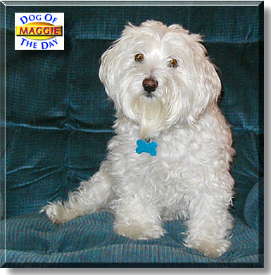 Maggie, the Dog of the Day