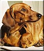 Layka