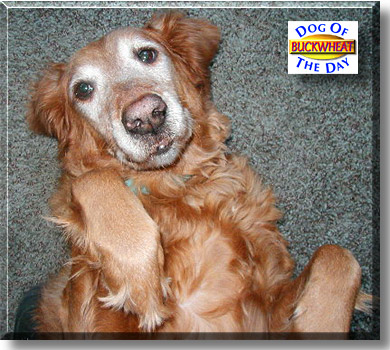 Buckwheat, the Dog of the Day