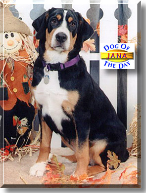 Jana, the Dog of the Day