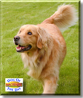 Mackenzie, the Dog of the Day