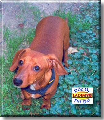 Ladimyr, the Dog of the Day