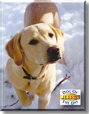Jessie, the Dog of the Day