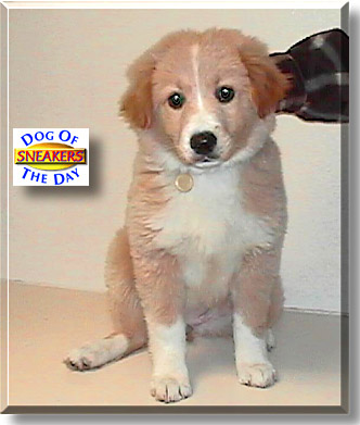 Sneakers, the Dog of the Day