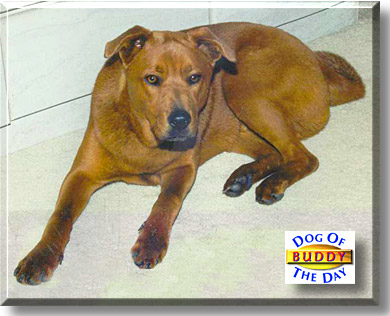 Buddy, the Dog of the Day
