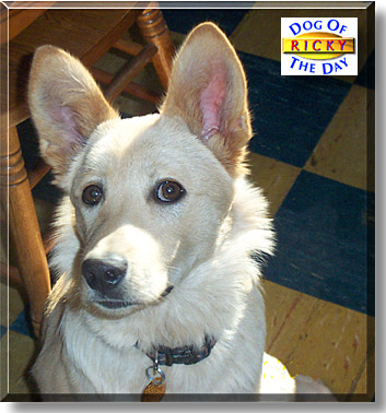 Ricky, the Dog of the Day