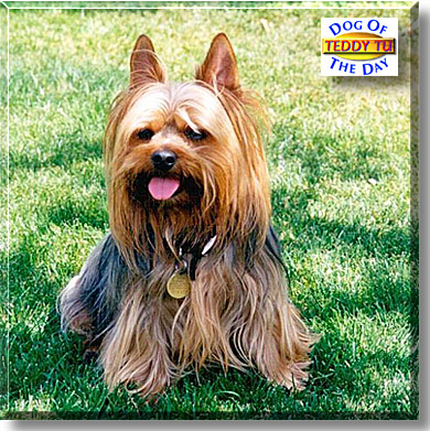 Teddy Tu, the Dog of the Day