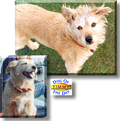 Timmy the Dog, the Dog of the Day