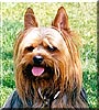 Teddy Tu