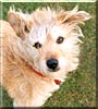 Timmy the Dog