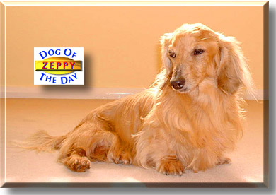 Zeppy, the Dog of the Day