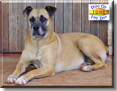 Tone, the Dog of the Day