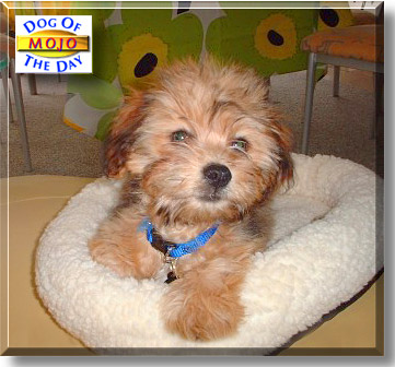 Mojo, the Dog of the Day