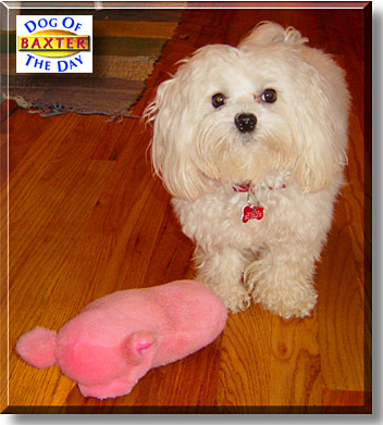 Baxter, the Dog of the Day