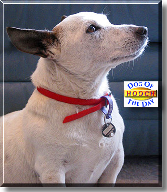 Hooch, the Dog of the Day