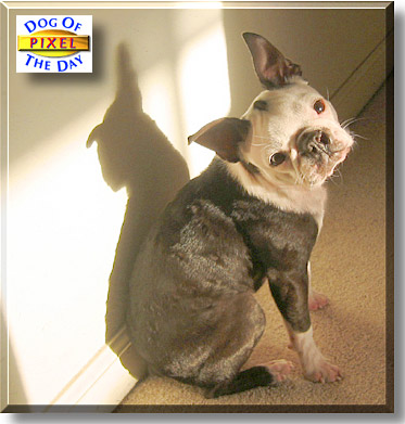 Pixel, the Dog of the Day