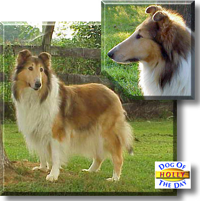 Holly, the Dog of the Day