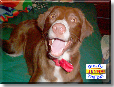 Jenna, the Dog of the Day