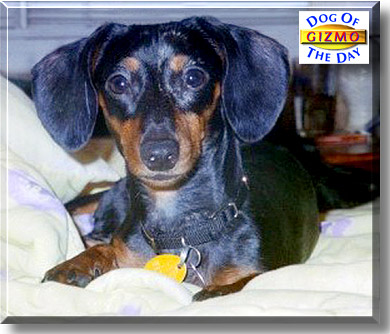 Gizmo, the Dog of the Day