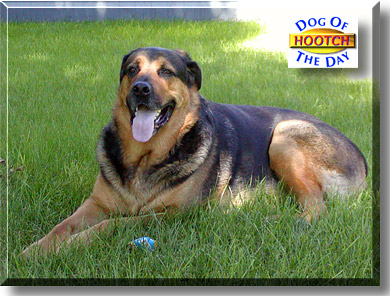 Hootch, the Dog of the Day
