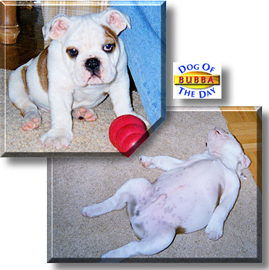 Bubba, the Dog of the Day