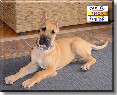 Thor, the Dog of the Day