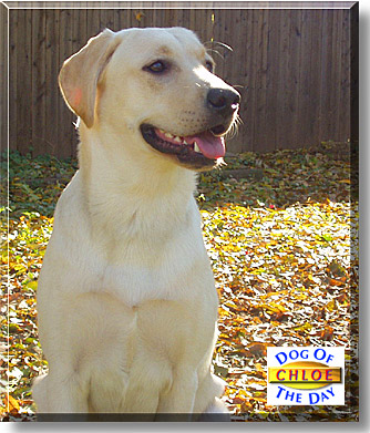 Chloe, the Dog of the Day