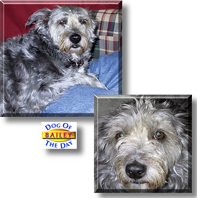 Bailey, the Dog of the Day