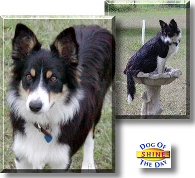 Shine, the Dog of the Day