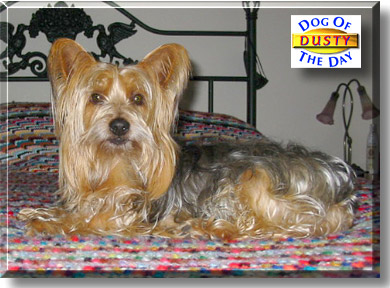 Dusty, the Dog of the Day