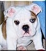 Bubba