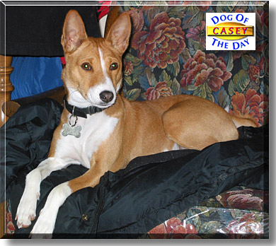 Casey, the Dog of the Day