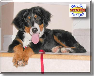 Gretchen, the Dog of the Day