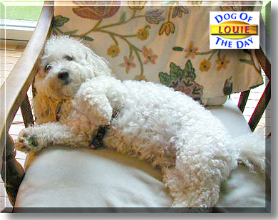 Louie, the Dog of the Day