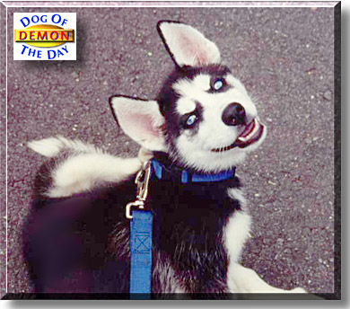 Demon, the Dog of the Day