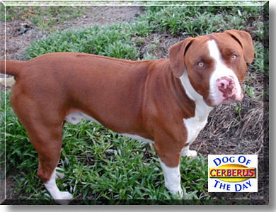 Cerberus, the Dog of the Day