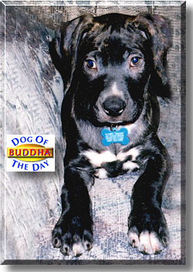 Buddha, the Dog of the Day