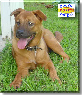 Poppy, the Dog of the Day