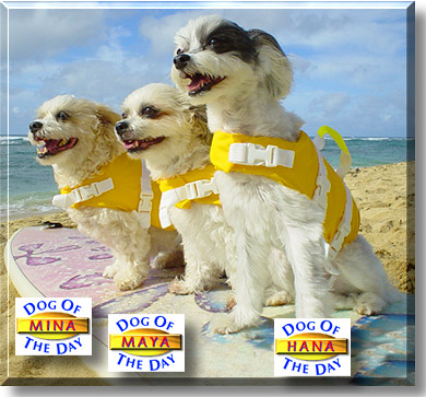Mina, Maya and Hana, the Dog of the Day