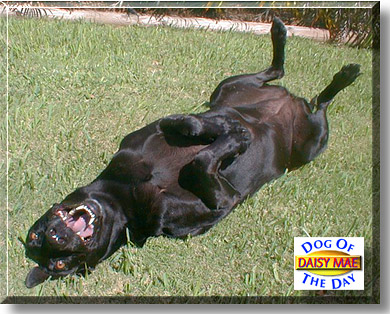 Daisy Mae, the Dog of the Day