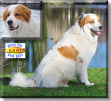 Dani, the Dog of the Day