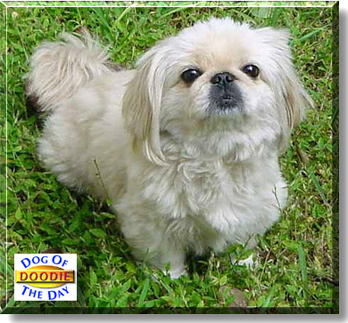 Doodlebug, the Dog of the Day
