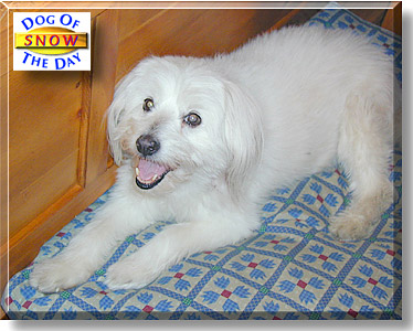 Snow, the Dog of the Day