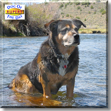 Rupert, the Dog of the Day